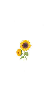 Pin By Edrees On Sun Flower In 2020 Sunflower Wallpaper Sunflowers Background Yellow Wallpaper