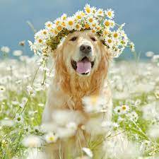 petsabahseven kay gelecegi ongormenin en iyi yolu onu yaratmaktir alan kay animals dog flower cute dogs