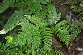 Image result for Dryopteris kilemensis