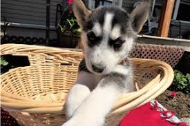 Indeed may be compensated by these employers, helping keep indeed free for jobseekers. Siberian Husky Puppies For Sale From Michigan Breeders