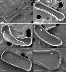 Image result for Entada bacillaris