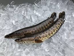 Snakehead Fish Found In Georgia Kill It Immediately The