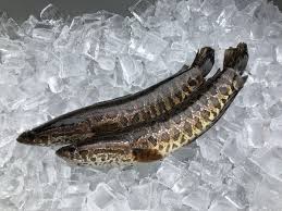 snakehead fish found in georgia kill it immediately the