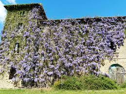 San remo is known as the city of flowers and even has a famous festival to celebrate flowers. The Best Time To See Flowers In Tuscany Italy