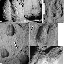 An inbred animal with human features who has an extint smell that is used as a defense mechanism. Pdf Ichnotaxonomy Of Camel Footprints
