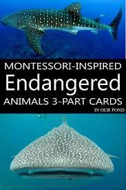 Endangered Marine Animals 3 Part Cards Marine Animals Endangered Summer Learning