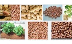 Jenis bunga mawar selanjutnya yang tidak kalah cantik dan mempesona adalah buck roses. 7 Jenis Kacang Yang Sehat Untuk Dikomsumsi Kacang Arab Hingga Kacang Tanah Sriwijaya Post