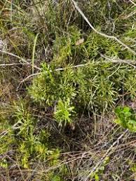 Image result for Myricaceae