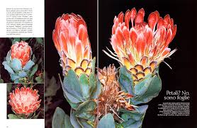 Image result for Protea enervis