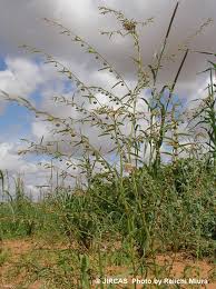 Image result for Phyllanthus polyanthus