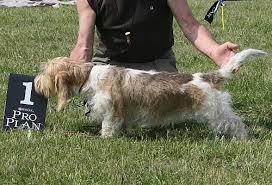 Image result for malý vendéeský hrubosrstý honič