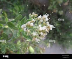 Image result for Pluchea dioscoridis