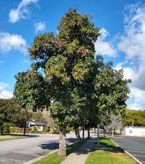 This fruit is valued for its high nutrient value and is added to all sorts of. The Bacon Avocado Tree A Profile Greg Alder S Yard Posts Southern California Food Gardening