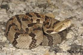 This feature, herpsofarkansas.com points out, helps to quickly distinguish it from a baby timber rattlesnake. Timber Rattlesnake Crotalus Horridus Indiana Herp Atlas