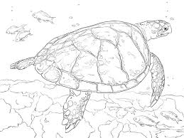 Available free of charge from the kidskonnect website. Hawksbill Sea Turtle Coloring Page Free Printable Coloring Pages For Kids