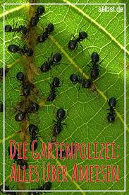 Ameisen Selbst De Ameisen Schadlinge Pflanzen