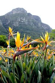 Strelitzia Kirstenbosch Botanical Gardens Cape Town Ironically This Is The Flower Emblem For L A But It Comes F Cape Town South Africa Cape Town South Africa