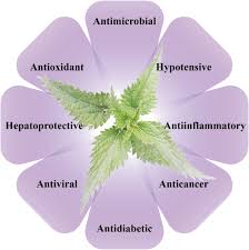 Image result for Urtica