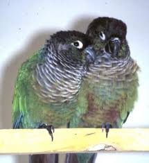 Conure - Wikipedia