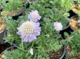 Image result for Scabiosa columbaria