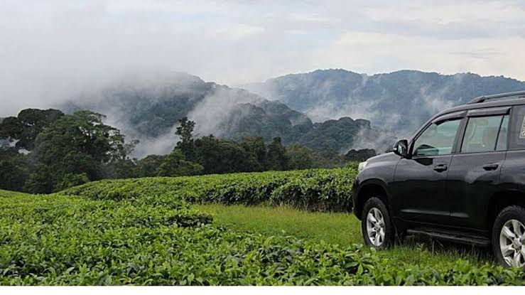 Rent a car to Nyungwe National Park Rwanda - Freddy Car Rental Rwanda