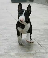 Black And White English Bull Terrier Puppy Black And White Bull Terrier Puppy Mini Bull Terriers Cute Baby Animals