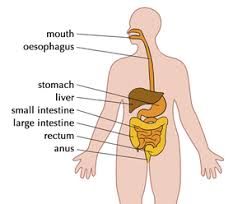 Your digestive system is responsible for breaking down the foods you eat so that you can absorb vital nutrients. Digestive System Key Stage Wiki