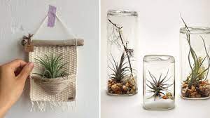 Hoy os quiero hablar de las plantas que se pueden cultivar en agua, los cuidados que necesitan, cómo debes. Como Decorar Con Plantas Del Aire La Planta Que No Necesita Tierra Para Vivir