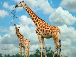 Check spelling or type a new query. Giraffe Amazing Quotes Quotesgram