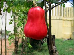 Image result for Anacardium occidentale