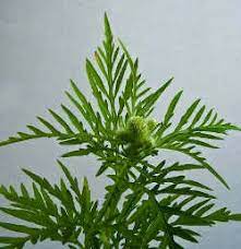 In grass & ragweed, outdoor allergies. Allergie Auf Ambrosia Ragweed Allergie