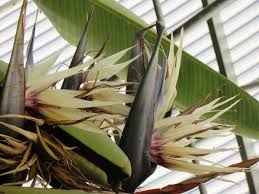 Image result for Strelitzia nicolai