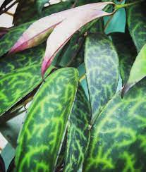 Check spelling or type a new query. Aeschynanthus Lipstick Black Pagoda Cuttings X5 Lipstick Plant Plants Outdoor Plants
