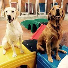Discover reviews, pricing, floor plans and photos for apartments, houses & condos. Pet Resort Dog Boarding All American Pet Resorts Royal Oak Royal Oak Mi