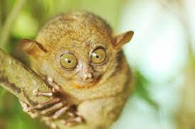 tarsier weird animals animals cute animals