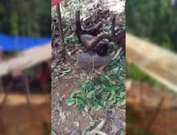 Pengetahuan tradisional berkaitan pemakanan masyarakat orang asli suku kaum. Misteri Kematian Orang Asli Di Kampung Kuala Koh Sentiasa Panas