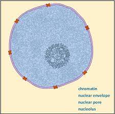 Cell Component | Nucleus