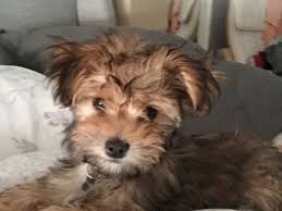 Find havanese dogs and puppies from california breeders. Breeders And Puppies Gateway Havanese