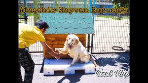 Atasehir Hayvan Barinagi Kopek Klibi Satin Alma Sahiplen Youtube