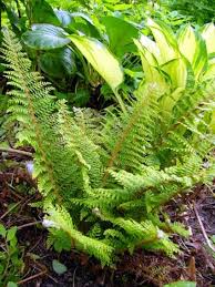 Koop online bij onze tuinplanten webshop wintergroene varens en andere tuinplanten! Polystichum Setiferum Herrenhausen Varens