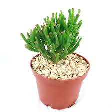 Image result for Crassula vaginata