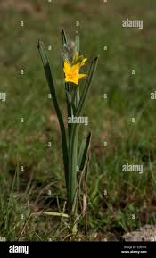 Image result for Hypoxis rigidula