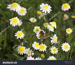 Aggressive weed found in fencerows, forestland and old fields. Dainty Tiny Cotula Turbinata Funnel Weed Royalty Free Stock Photo 460115572 Avopix Com