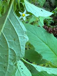 Image result for Solanum americanum