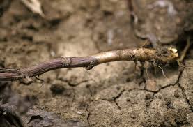 Image result for Launaea cornuta