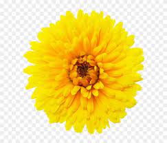 With these flower png images, you can directly use them in your design project without cutout. Single Flower Png Single Flower Transparent Background Png Download 1024x683 1086907 Pngfind