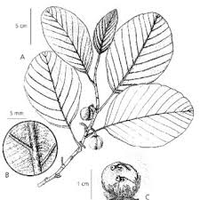Image result for Tetracera boiviniana