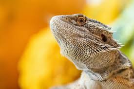 Bearded dragons need a variety of greens and vegetables, and it's important to know which ones are safe for a bearded dragon diet. Top 350 Bearded Dragon Names Everything Reptiles