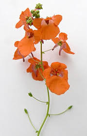 Image result for Diascia