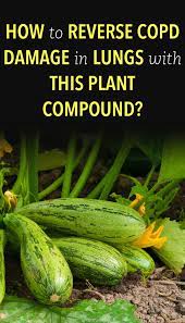 How To Reverse Copd Damage In Lungs With This Plant Compound Copd Copd Treatment Copd Treatment Remedies
